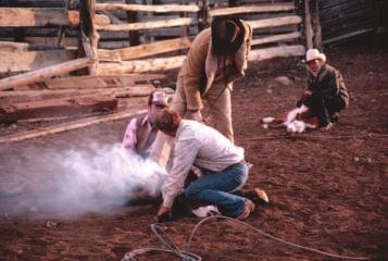Guests also help with roping and branding, or marking of the cattle that belong to a certain ranch. The calves and cows that need to be branded are cut out from the rest of the herd.