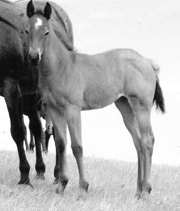 Just look at her filly beside her, you should have a colorful baby in 2009. Let s talk foundation breeding at it s best. Joe s Driften Cowboy is 96.