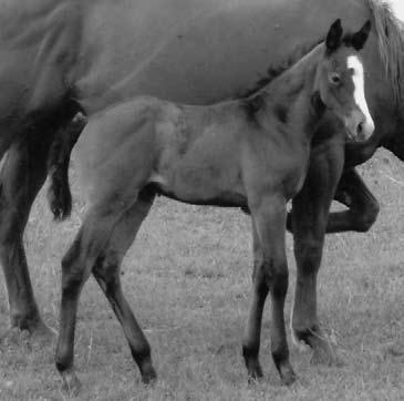 Their offspring is winning in 4-H, Little Britches, High School, College and National Team Ropings. This is the first foal from this mare. You can keep an eye on her offspring as well.