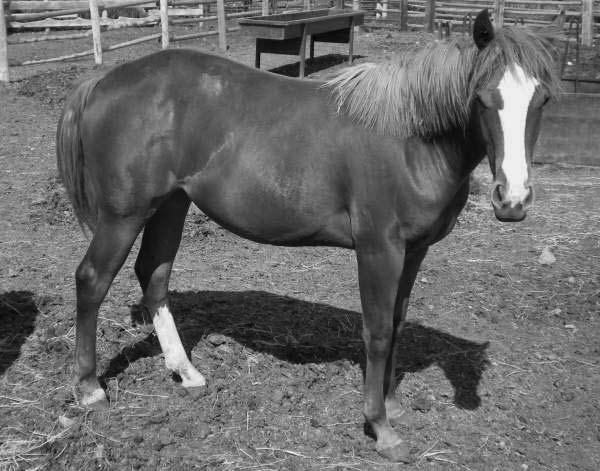 2007 Reserve Champion SDCHA 10,000 Novice Horse stands 15.