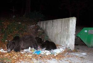 the bears. After midnight, the people are leaving the area and bears feel free to visit all the garbage containers.