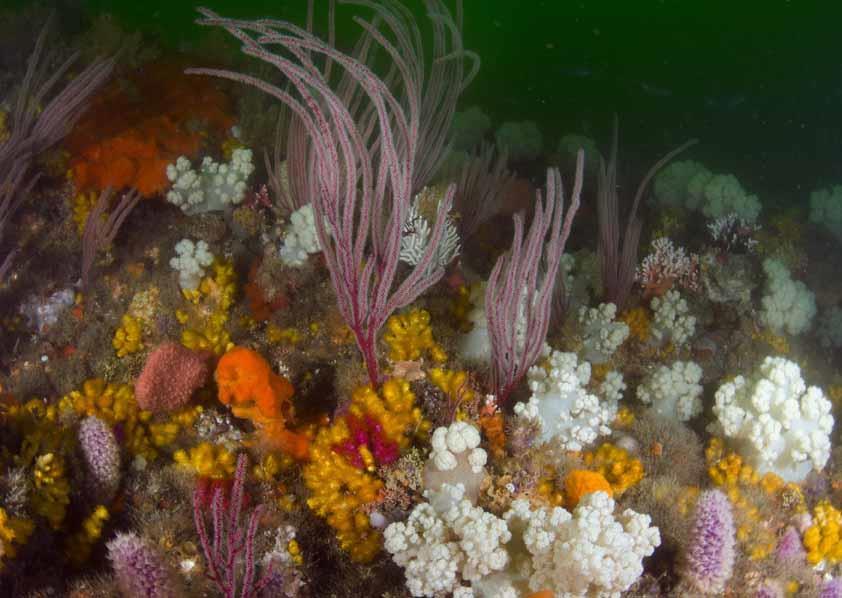 50-150m Benthic and pelagic habitat protection Threatened deep