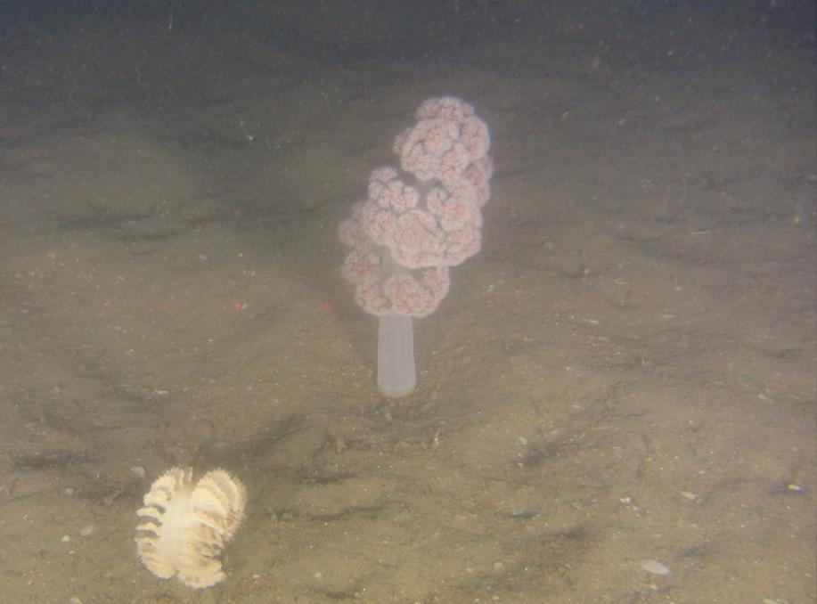 Threatened and rare seabed habitats Offshore