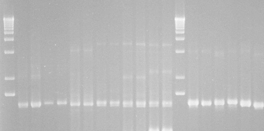 6 SPECIES MULTIPLEX PCR LARGE & SMALL