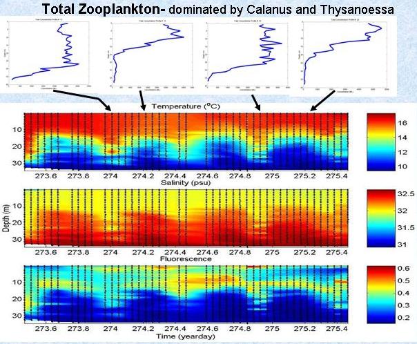 Figure 4. Zooplankton depth profiles, and time series of interpolated temperature, salinity and fluorescence obtained with the AVPPO (about 45 m water depth).