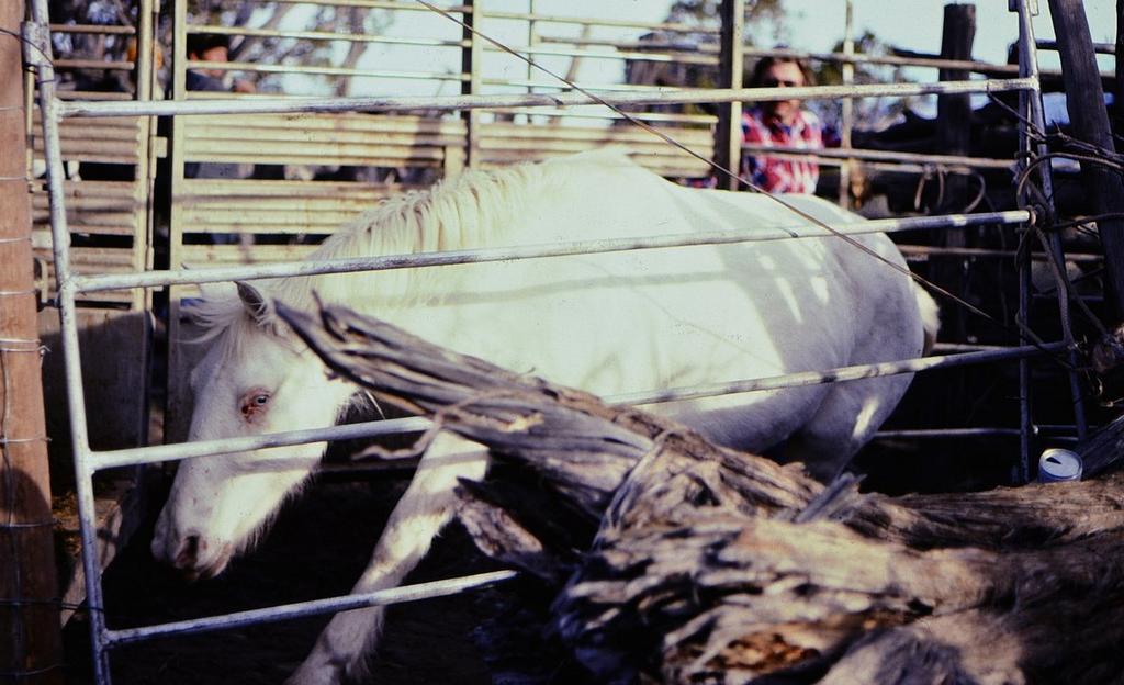 Between 1975 and 1980, she had four foals - two palominos, a buckskin, and a gray, adding much-needed color to our range of mostly bays, blacks and sorrels.
