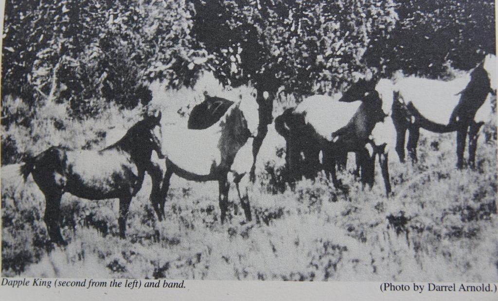 We also had a roan mare, but she was removed from the range during the roundup of 1977.