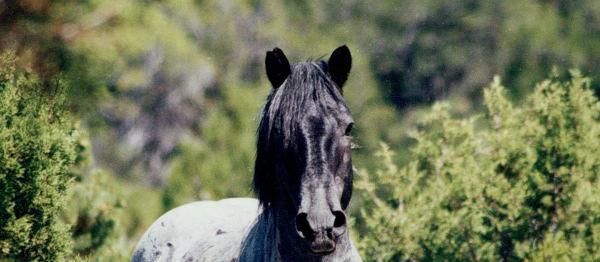 Jim Dollerschell, our current Wild Horse Specialist, introduced three mares - Aura,