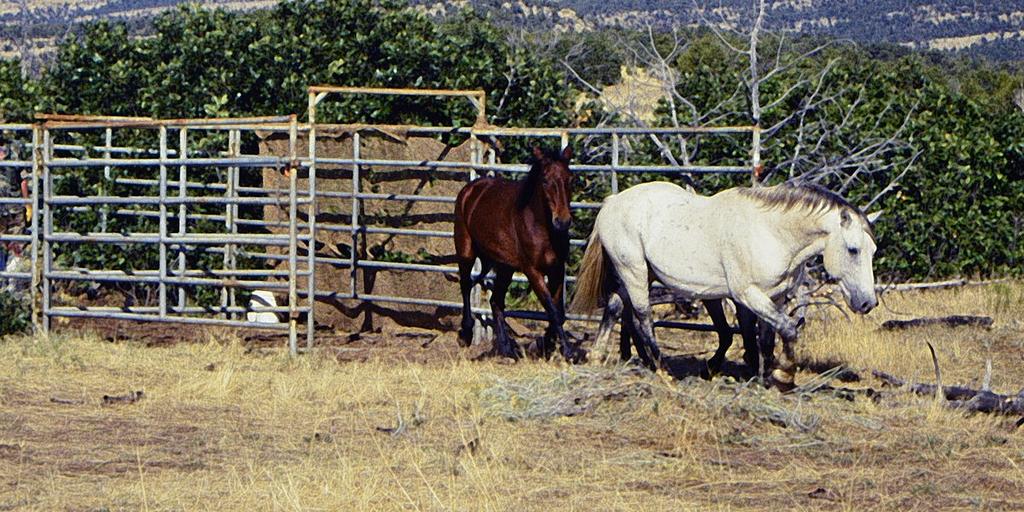 Older horses released back to range 2007 Joker & Gunsmoke released at Round Mt. 1997 The 1997 gather was also a special one.