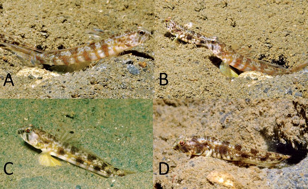 Figure 8. Underwater photographs of Tomiyamichthys zonatus: A) male holotype, 30.6 mm SL; B) male holotype and female paratype, 24.