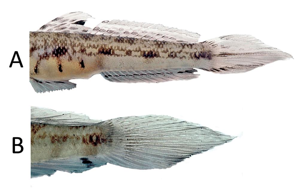 adjacent to fourth spine tip; second dorsal fin with four orange-brown stripes and irregular blue markings; anal fin greyish brown with orange speckling and prominent black bar across outer two