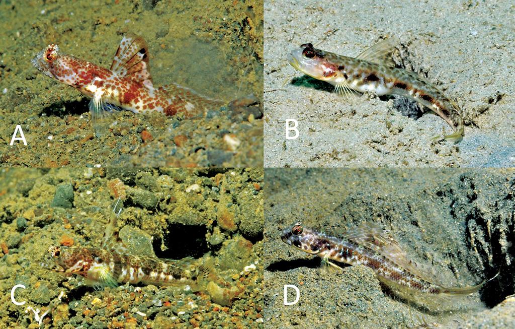 Figure 10. Underwater photographs of selected Tomiyamichthys species: A) T. oni, about 40 mm SL, Alotau, Papua New Guinea; B) T. tanyspilus, about 35 mm, Timor Leste; C) T.