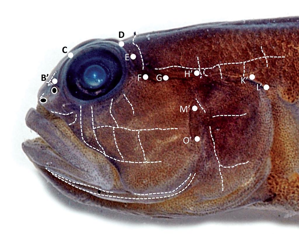 in HL; snout short, length 5.5 in HL; orbit diameter 3.8 in HL; interorbital space narrow, eyes nearly in contact with each other; caudal-peduncle depth 2.4 in HL; caudal-peduncle length 1.6 in HL.