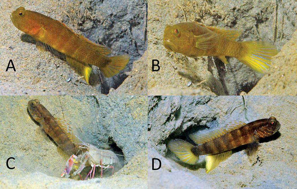 Figure 3. Cryptocentrus epakros, underwater photographs of holotype, female, 34.2 mm SL (A and B) and male (not collected, but presumed to be the same species), approx.