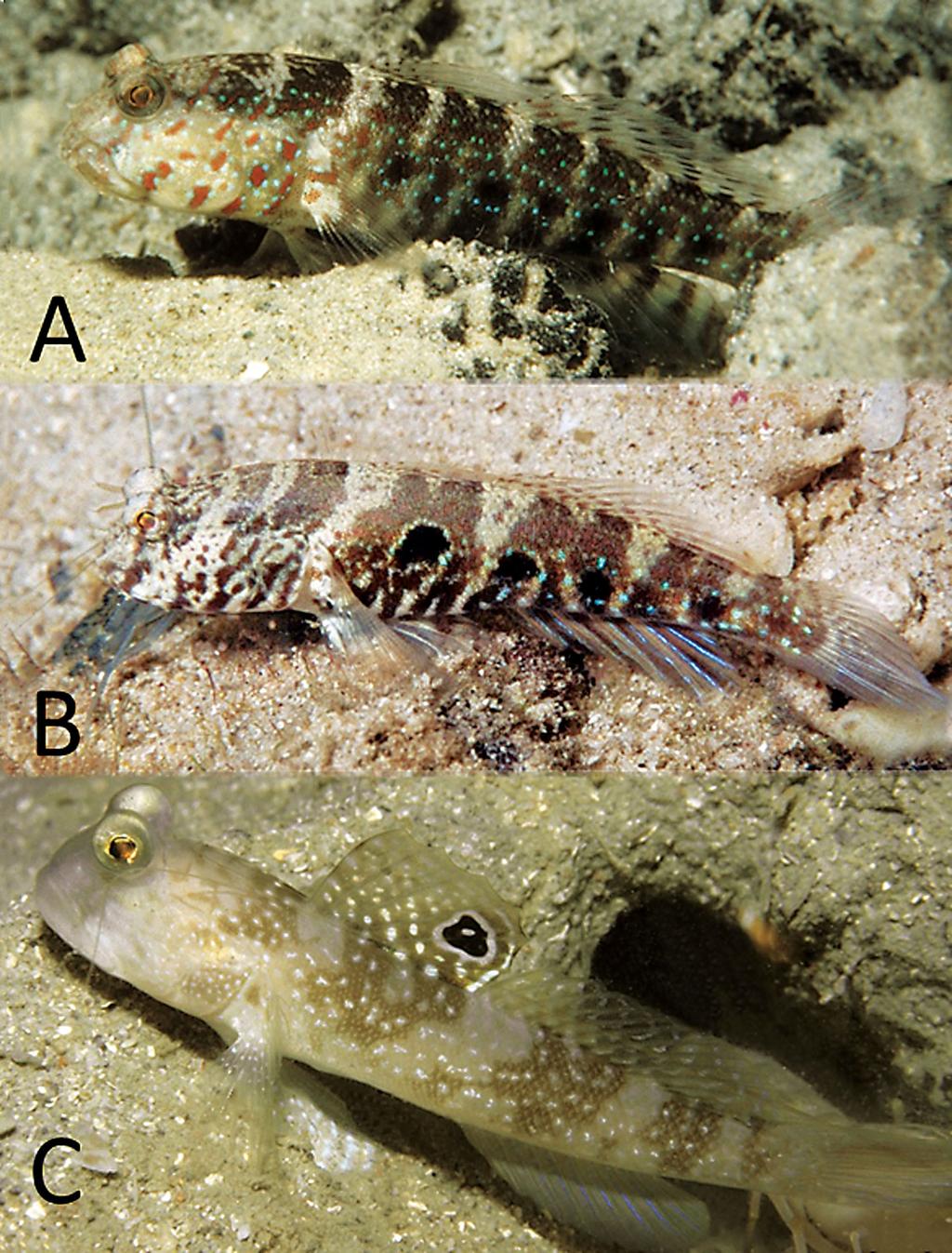 Figure 5. Underwater photographs of large-scaled species of Cryptocentrus: A) C.