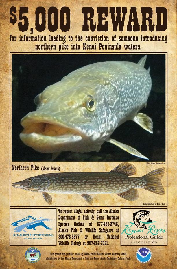 Pike Were Illegally Introduced to a Lake in the Kenai River Drainage in the Mid-1970 s 1976 2012 Rotenone treatment