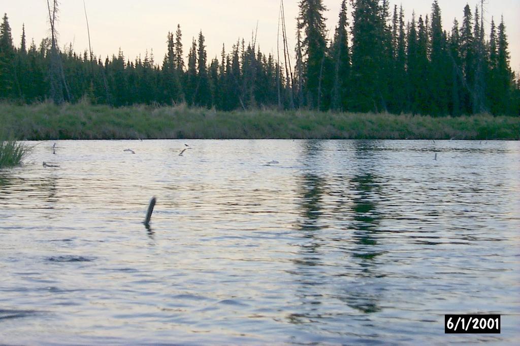 Pike Could Spread to Other Critical Fish Habitat Coho salmon smolt surface feeding in the Moose