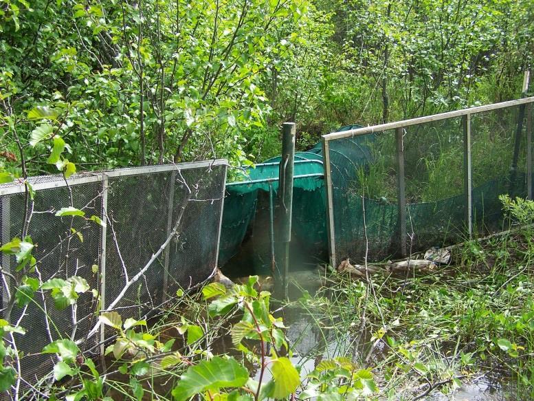 stream blocked with fyke nets for 10 years Native fish