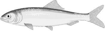 Appendix D1. 2014 Upper Cook Inlet commercial smelt (hooligan) and herring fishing seasons.