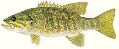 2.0 1.5 Shiawasee River Rock Ramp Smallmouth Bass CPUE 1.0 (# fish/minute) 0.5 0.0 2.0 1.5 CPUE 1.