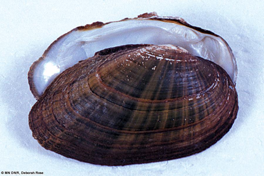 10 8 6 #/person hour 4 2 0 60 50 40 #/person hour 30 20 10 0 Freshwater Mussels Shiawassee River Rock Ramp Cass River Dam Ellipse Fluted Shell Mapleleaf Mucket Plain