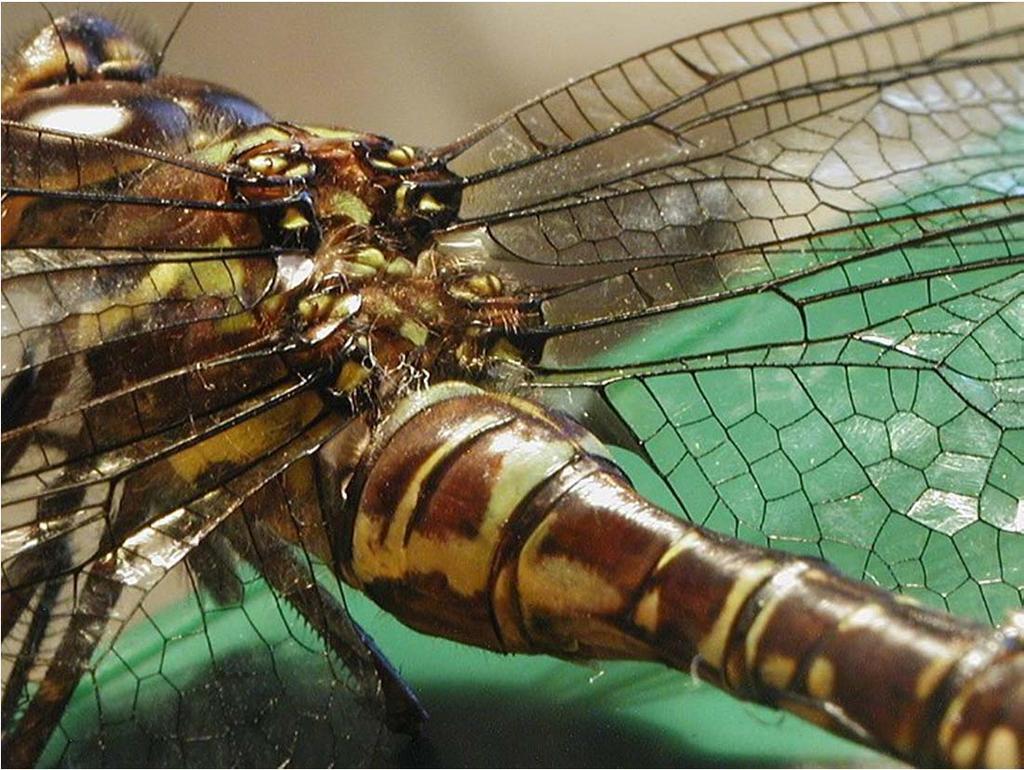 Close views of dragonfly wings