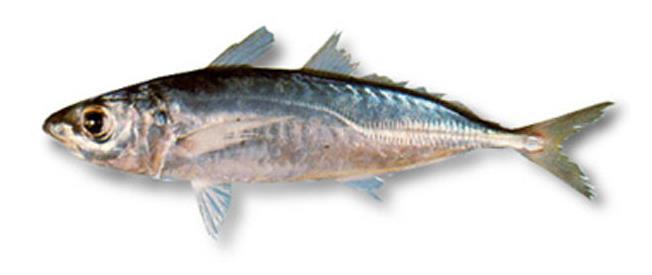 1.1.6 Target species The main target of purse seiners are the shoaling pelagic species.