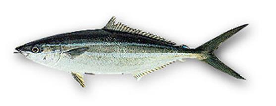 length in the Indian Ocean is 51 cm, the common size in catches ranges between 25 and 40 cm. Size at first maturity is reported at about 29 cm fork length in Japanese waters.