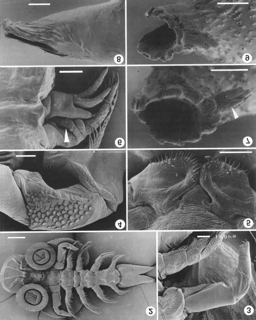Van As, Van As: Chonopeltis spp. from South Africa Figs. 2-9. Scanning electron micrographs of Chonopeltis australis. Fig. 2. Adult female, ventral view. Fig. 3. Maxilla. Fig. 4.