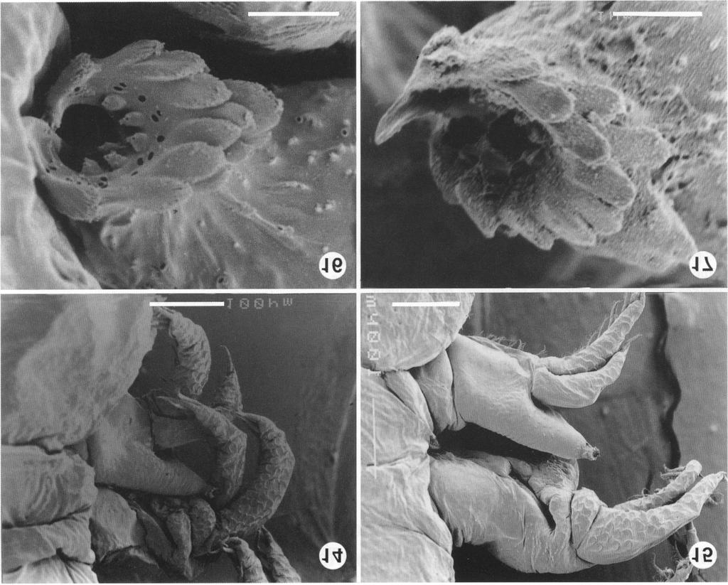 Van As, Van As: Chonopeltis spp. from South Africa Figs. 14-17. Scanning electron micrographs of Chonopeltis minutus and Chonopeltis australissimus. Fig. 14. Legs 3 and 4 of C.