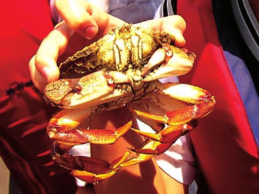 SAVE THE BAY S GUIDE TO NARRAGANSETT BAY FIELD EXPERIENCES PAGE 40 Crabs and their Kin Grades 2-8 Tell why Narragnasett Bay is important Describe an adaptation Describe how a crustacean grows by