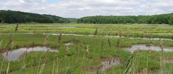 10. To be able to explain the formation of a salt marsh and describe the vegetation that can be found. A salt marsh is a muddy seashore with plants on it.