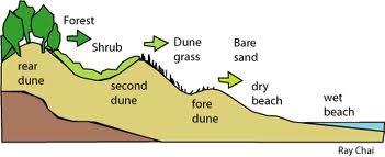 11. To know the succession on SAND DUNES Add labels to this diagram to show the vegetation and dune types found.