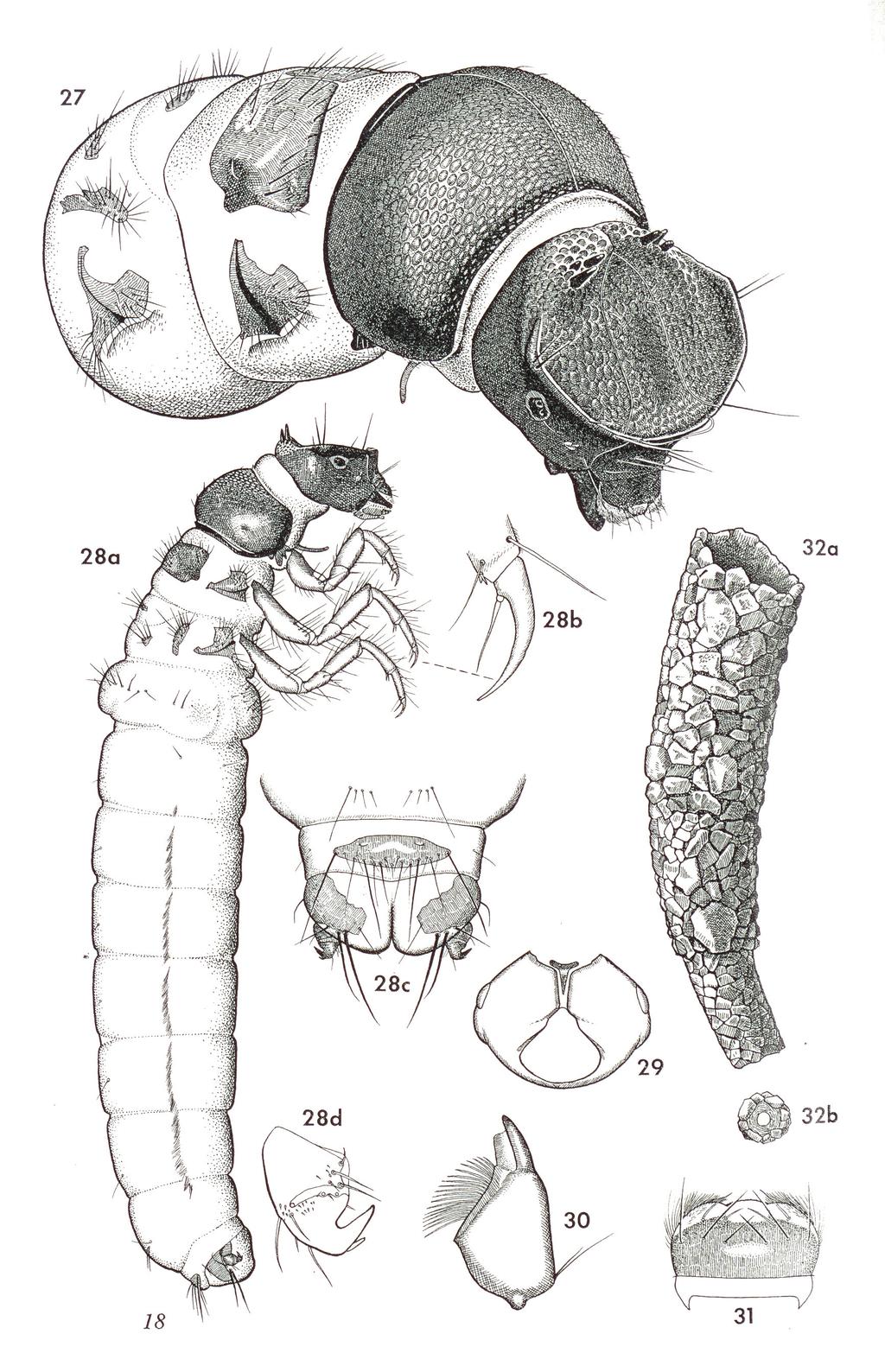 Larval stages are 7.0-8.9 mm in length with prominent horns above a flattened area of the head. A medial carina arises on the flattened area.