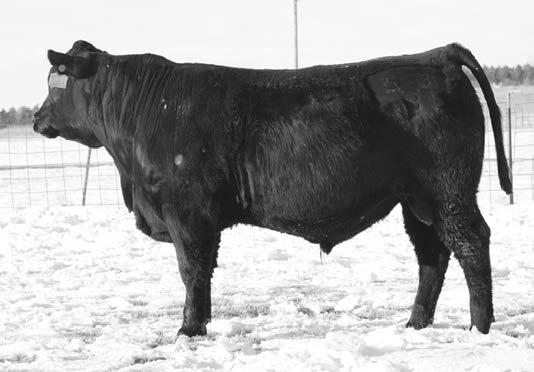 A proven bull that has done a great job, we have used him on the last three years. He is long, smooth and thick a bull with ideal confirmation who is smooth-fronted.