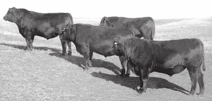 We take our goal of providing superior, quality genetics that can produce a great Angus female and top feeder calf very seriously.