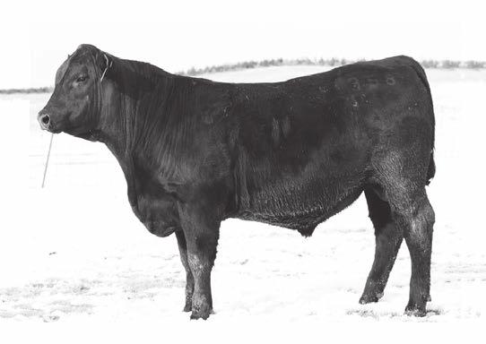 Dash 111 topped our 2012 sale to Lisco and M Diamond Angus in Wyoming. We are very pleased with his first calves. They bred him to more than 120 females, mostly, with no calving problems.