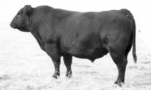 and one of the greatest of his era. +13 CED. Final Answer sires a tremendous combination of low birth weight, extra volume and muscle. Big scrotal bull siring excellent daughters.