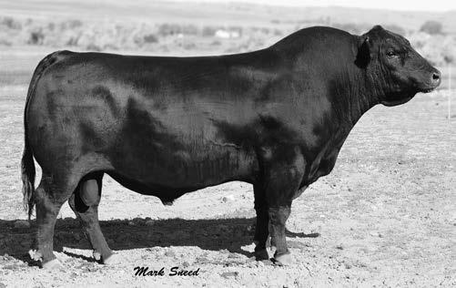 uddered and look great in production. With a +13 CED, his sons are very easy calving with a lot of style and big scrotals. A breed leader for calving ease, docility, ribeye area and $EN.