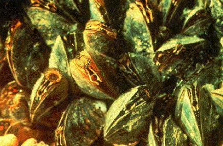 invasive mussels to