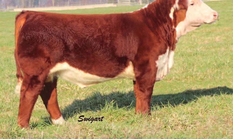 Invest Right 5062 LOT104 PERKS 129R INVEST RIGHT 5062ET DOB 3/3/15 AHA P43609019 TATTOO BE 5062 Polled TH 75J 243R BAILOUT 144U ET {CHB,DLF,HYF,IEF} TH SHR 605 57G BISMARCK 243R ET