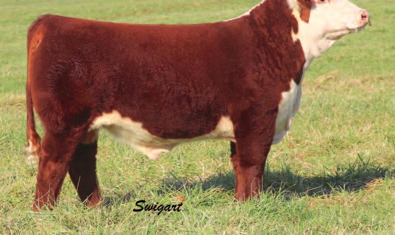 Invest Right 5055 LOT105 PERKS 129R INVEST RIGHT 5055ET DOB 3/1/15 AHA P43609012 TATTOO BE 5055 Polled TH 75J 243R BAILOUT 144U ET {CHB,DLF,HYF,IEF} TH SHR
