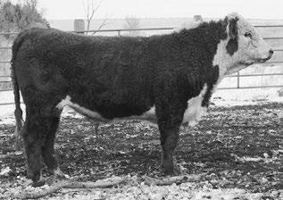 A deep body big ribbed bull with loads of muscle and made for big country. 14 REG#: 43775717 BD: 03-14-16 BW: 77 LBS. WW: 630 LBS. YW: 980 LBS.