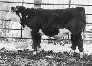 036 +0.40 +0.17 +27 +23 +30 Another dark red goggle eyed super heifer bull prospect. Top 10% in CE, BW, SC, BMI, and CEZ, in the hereford breed.