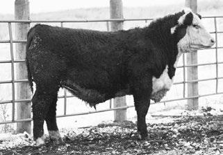 Lots 51-53 These 3 full sibs out of Topps Pioneer 358C bull and the Mary Lou 209 cow rank in the Top 5% of breed in Yearling Weight, Ribeye, Carcass Weight, and CHB, and Top 10% of breed in
