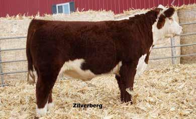 zygous by pedigree. This twin was raised by his dam as a single. He is puppy dog gentle and has shown all the growth of a single birth. Top 5% WW, SCF, MB. Top 10% YW, $BMI.
