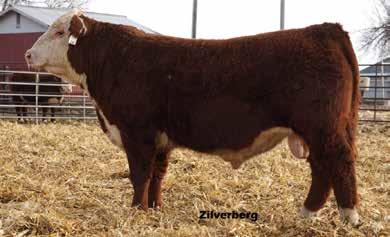 Silverado shows good muscle shape, extra capacity, and multiple trait superiority. Top 5% SC, CW, REA, $CHB. Top 10% CED, WW, Teat.