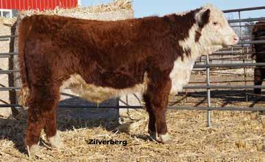 wt 660 dam s age 5 re 90% le 100% 6.7 0.8 63 93 1.1 22 5.6 98 1.40 1.40 -.005.53.15 $26 $32 255E. zygous. Good growth and calving ease in a pleasing package, and we really like his tight-uddered dam.