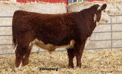Stout made bull from a heifer with the perfect udder. Top 1% Udder, Teat. Top 10% WW, SC, MB.