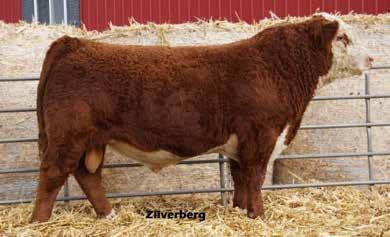 Arum Hereford Two-Year-Old Bulls Lot 57 Lot 58 57 Bar JZ Stockholder 140D{DLF,HYF,IEF} Hereford Bull 3/27/16 P43691510 TH 89T 755T Stockman 475Z Bar JZ Rene 873W*DOD TH 223 71I Victor 755T TH 16G 20N